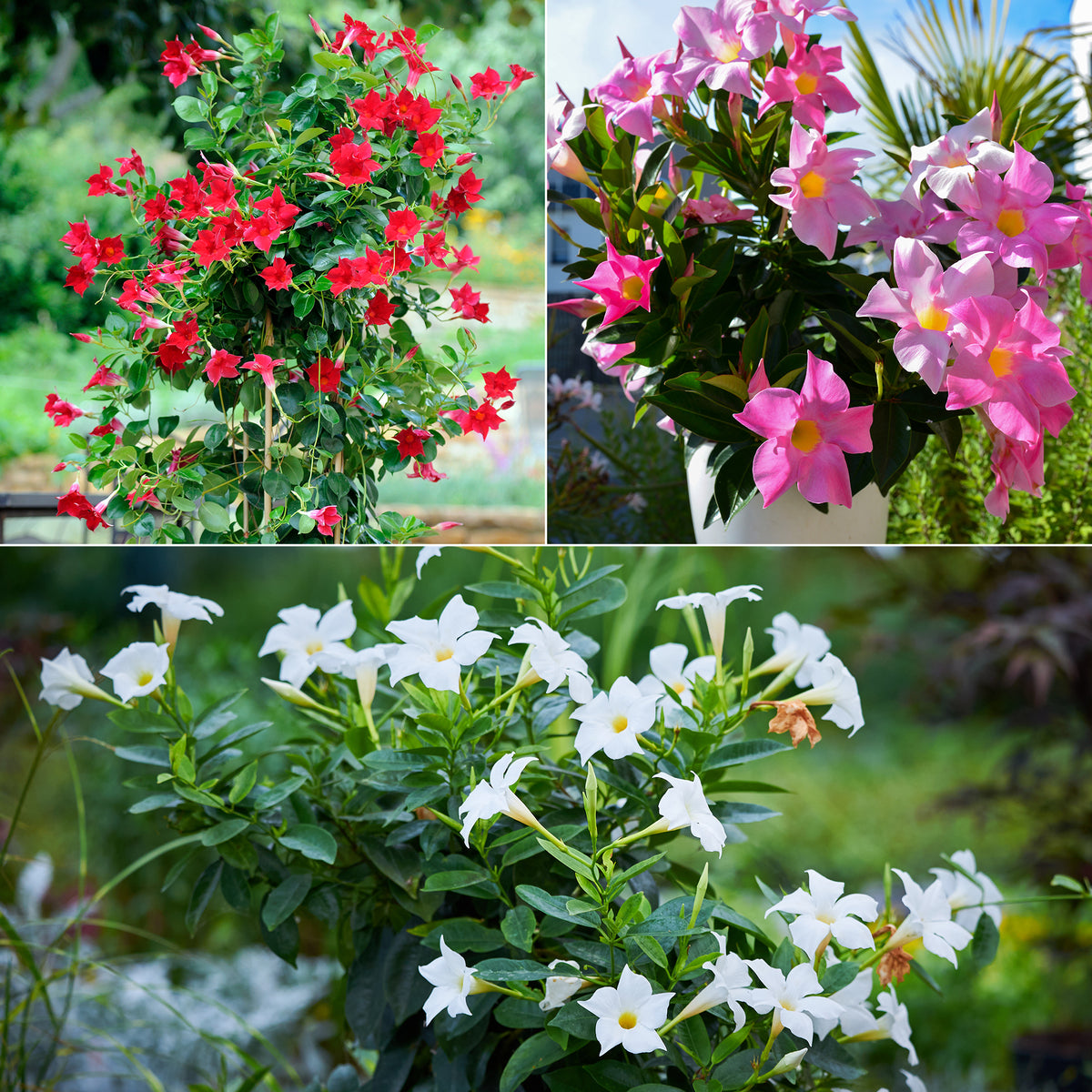 3 Jasmins du Brésil - Dipladenia en mélange - Dipladenia - Willemse