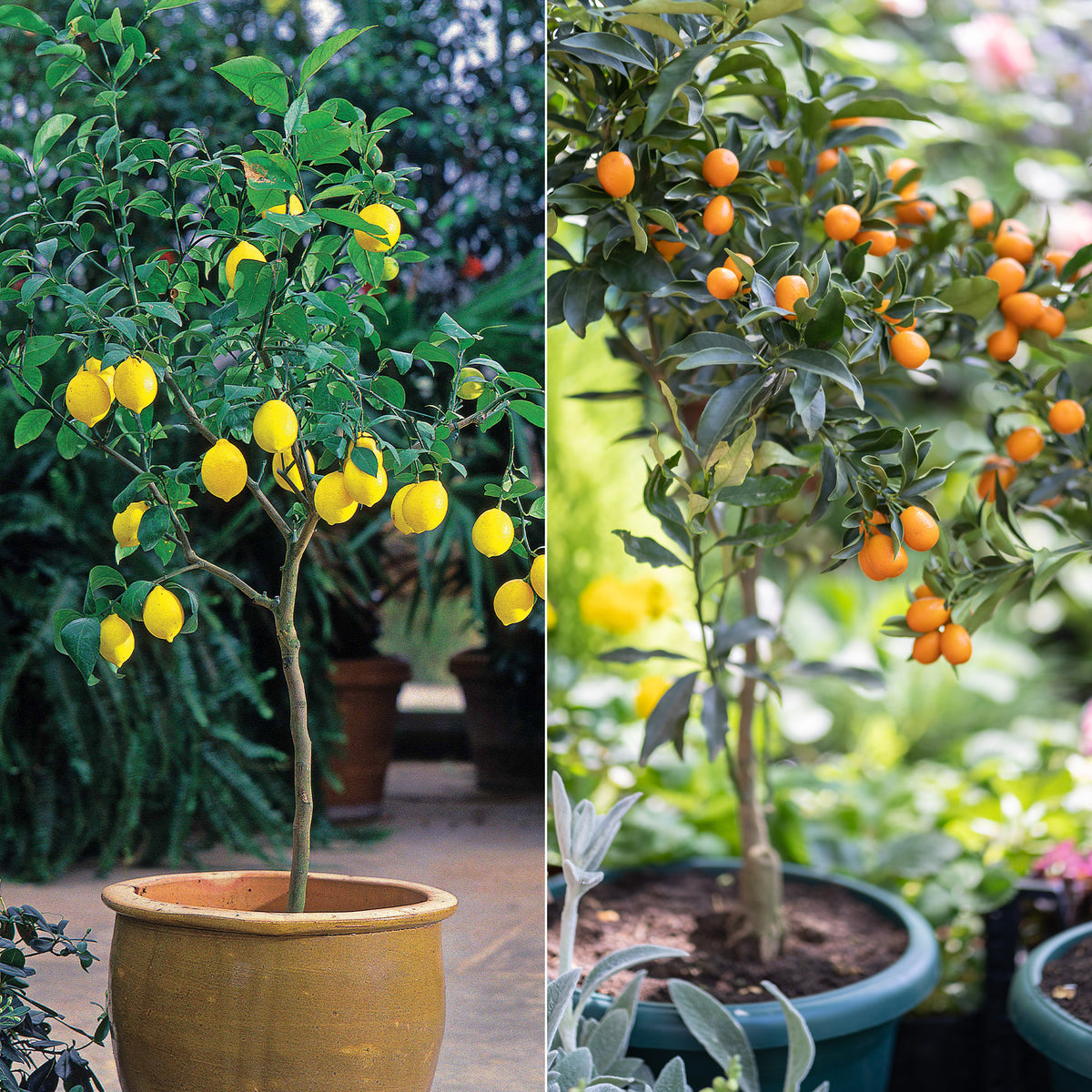 Collection de 2 Kumquat et Citronnier - Willemse