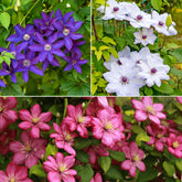 Collection de 3 Clématites : Ville de Lyon, Miss Bateman, Président - Willemse