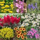 Massif fleuri facile - 8 plantes vivaces - Superficie environ 1,5 m² - Willemse