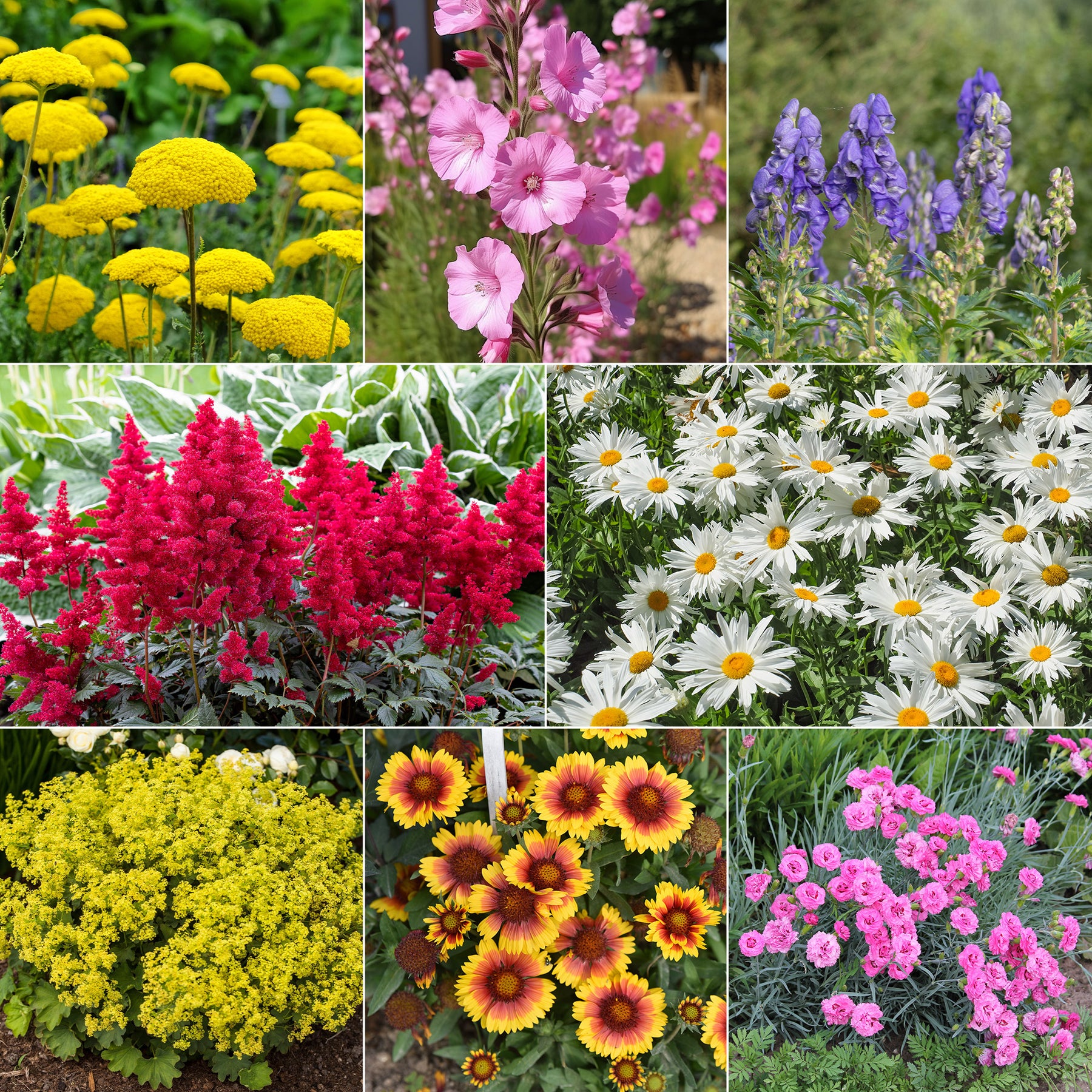 Massif fleuri facile - 8 plantes vivaces - Superficie environ 1,5 m² - Willemse