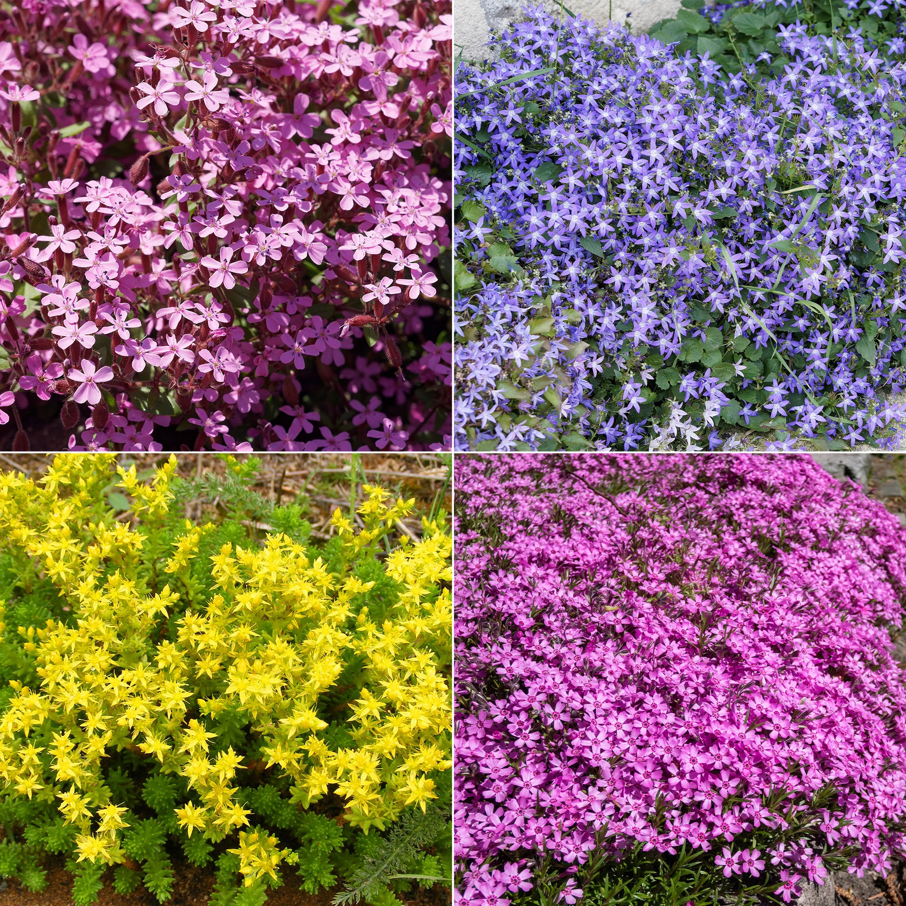 Collection de 15 plantes vivaces rampantes - 2 m² - Willemse