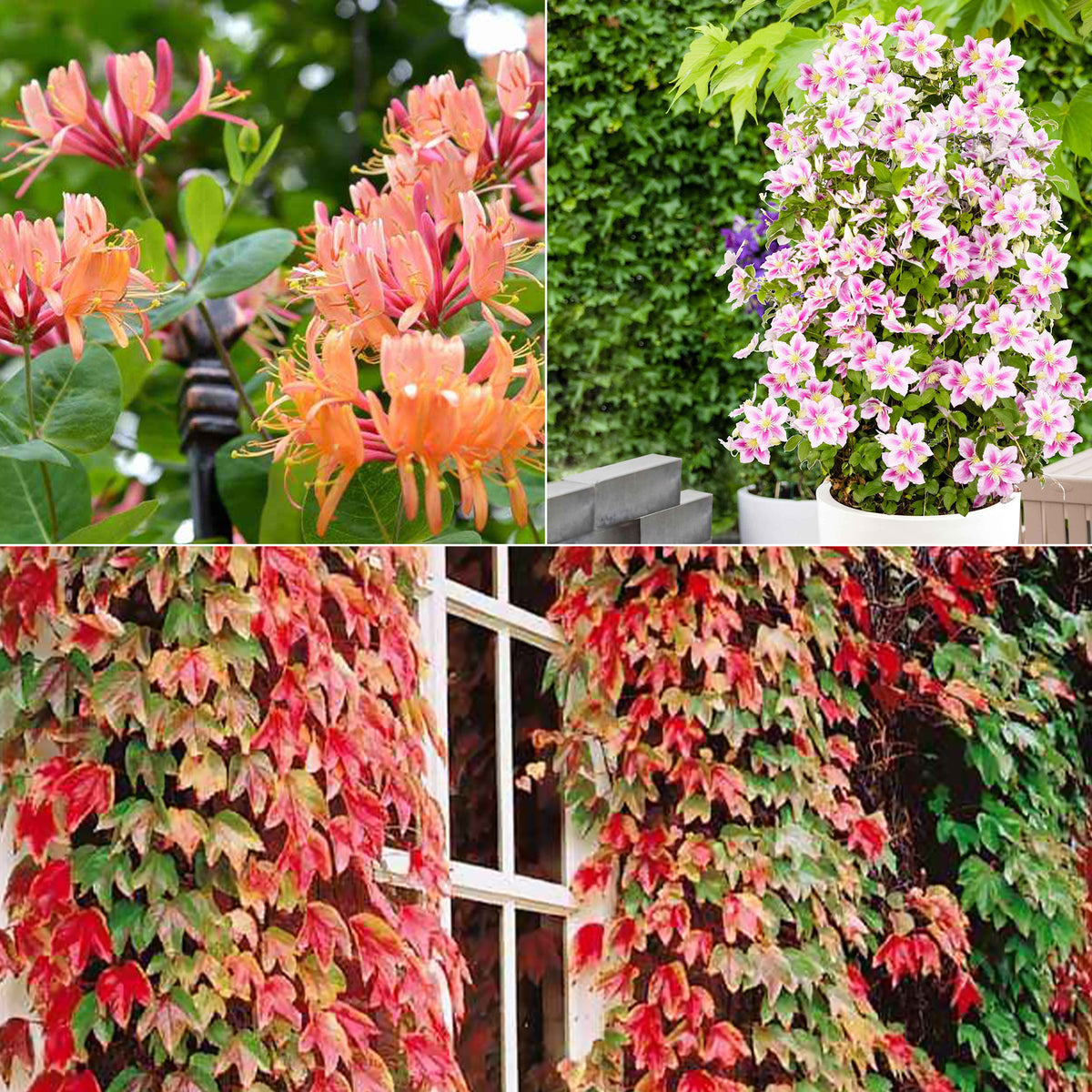 Collection de 3 grimpantes : chèvrefeuille, clématite, vigne vierge - Willemse