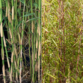 Collection de 2 bambous non-traçants - Willemse