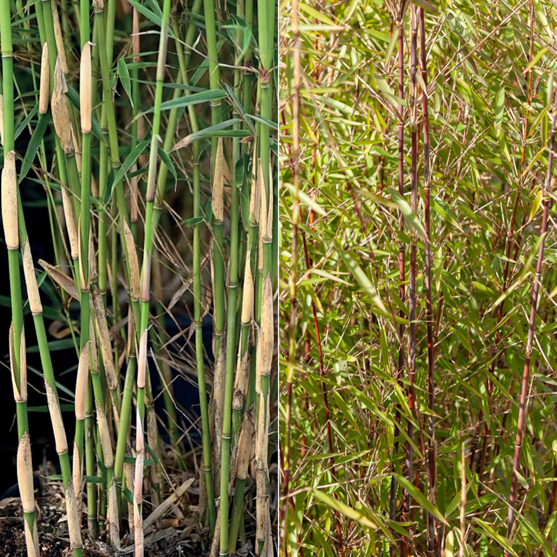 Collection de 2 bambous non-traçants - Willemse