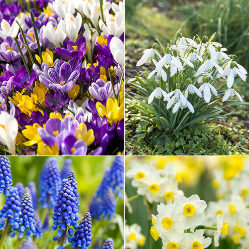 100 Bulbes de fleurs Running Wild en mélange - Willemse