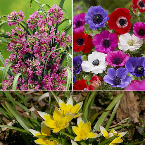 Narcissus, Tulipa, Crocus, Allium, Muscari, Anemone, Galanthus - 100 Bulbes de fleurs Running Wild en mélange - Collections de bulbes