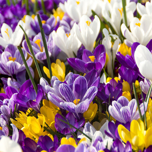 Collections de bulbes - 100 Bulbes de fleurs Running Wild en mélange - Narcissus, Tulipa, Crocus, Allium, Muscari, Anemone, Galanthus