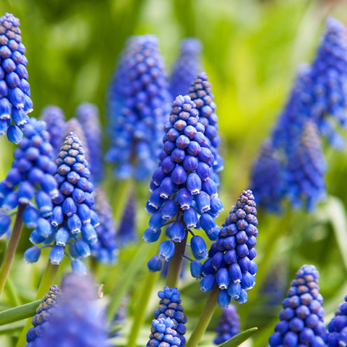 Vente 100 Bulbes de fleurs Running Wild en mélange