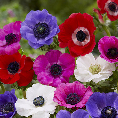 Vente 100 Bulbes de fleurs Running Wild en mélange - Collections de bulbes