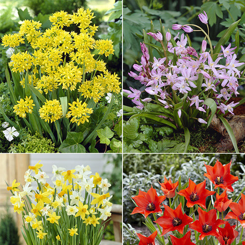 100 Bulbes de fleurs 6 Mois de Fleurs en mélange - Galanthus, Muscari, Narcissus, Tulipa, Chionodoxa, Anemone, Allium - Willemse