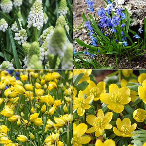 70 Bulbes de fleurs Butterfly Food en mélange - Eranthis, Galanthus, Leucojum, Muscari, Fritillaria, Tulipa, Allium - Willemse