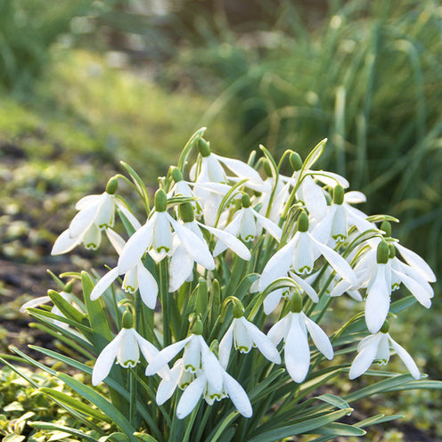 Vente 70 Bulbes de fleurs Butterfly Food en mélange - Eranthis, Galanthus, Leucojum, Muscari, Fritillaria, Tulipa, Allium