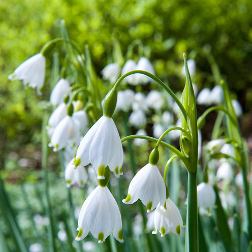 Vente 70 Bulbes de fleurs Butterfly Food en mélange