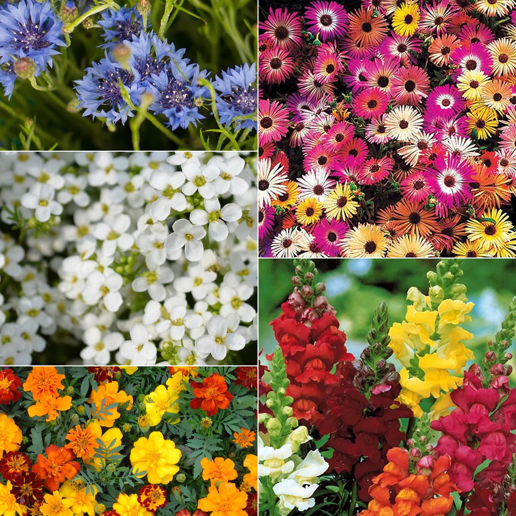 Vente Tapis de fleurs - 5 Tapis de graines Massif ensoleillé