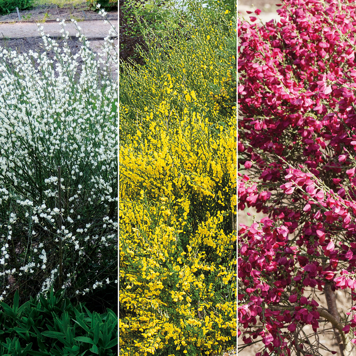 Haie de 3 Genêts : blanc, rouge, jaune - Willemse