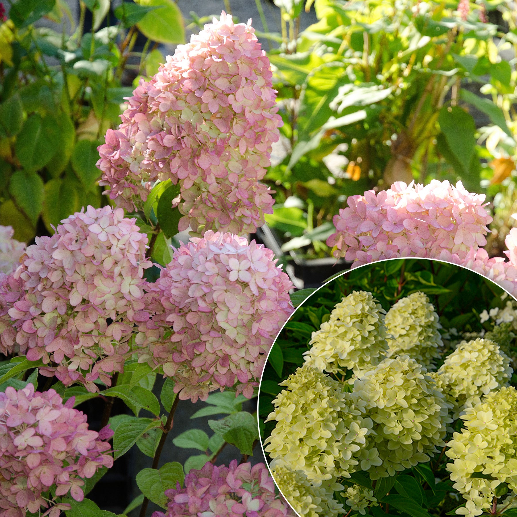 Hortensia paniculé Magical® Candle - Willemse