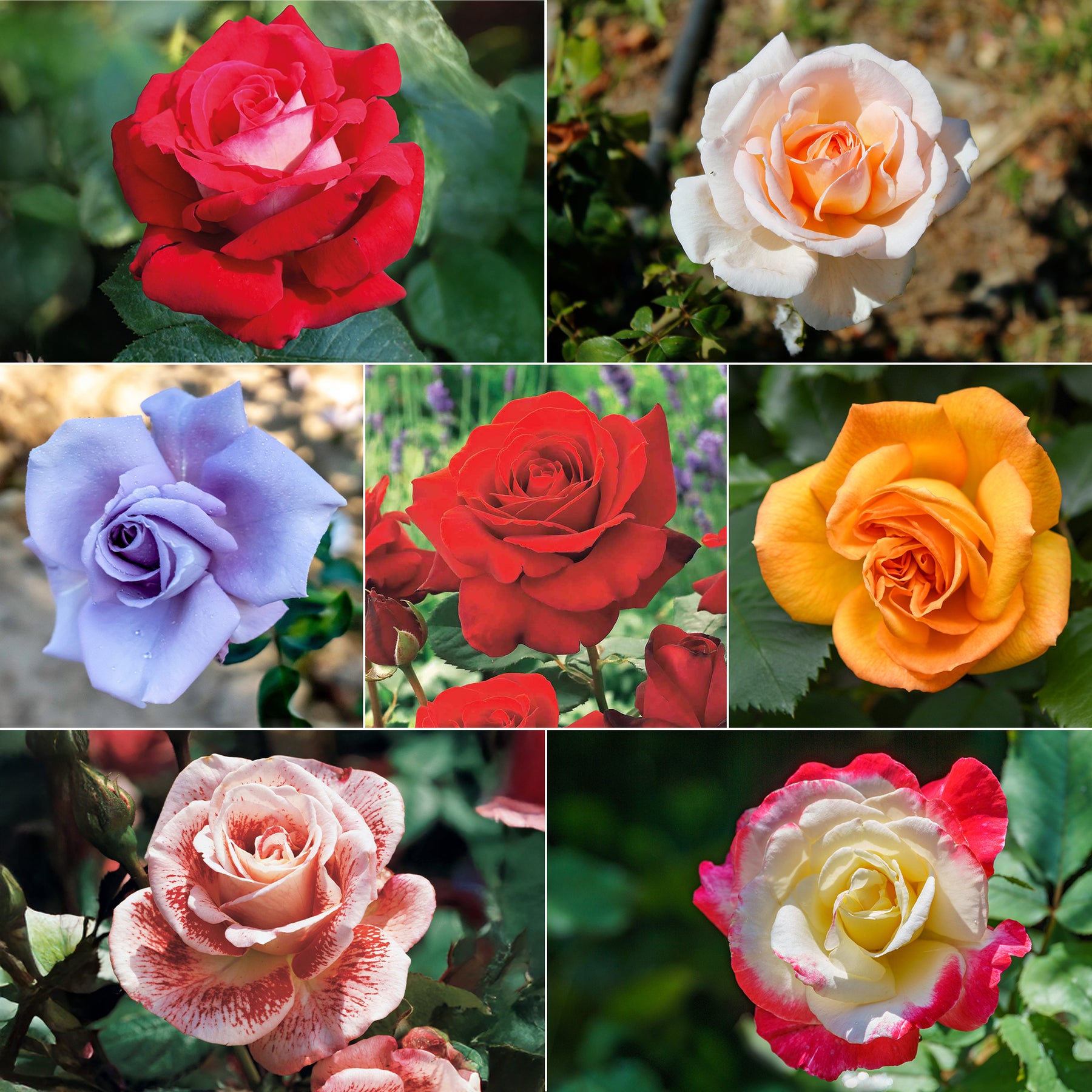 Collection de 7 Rosiers buissons - Willemse