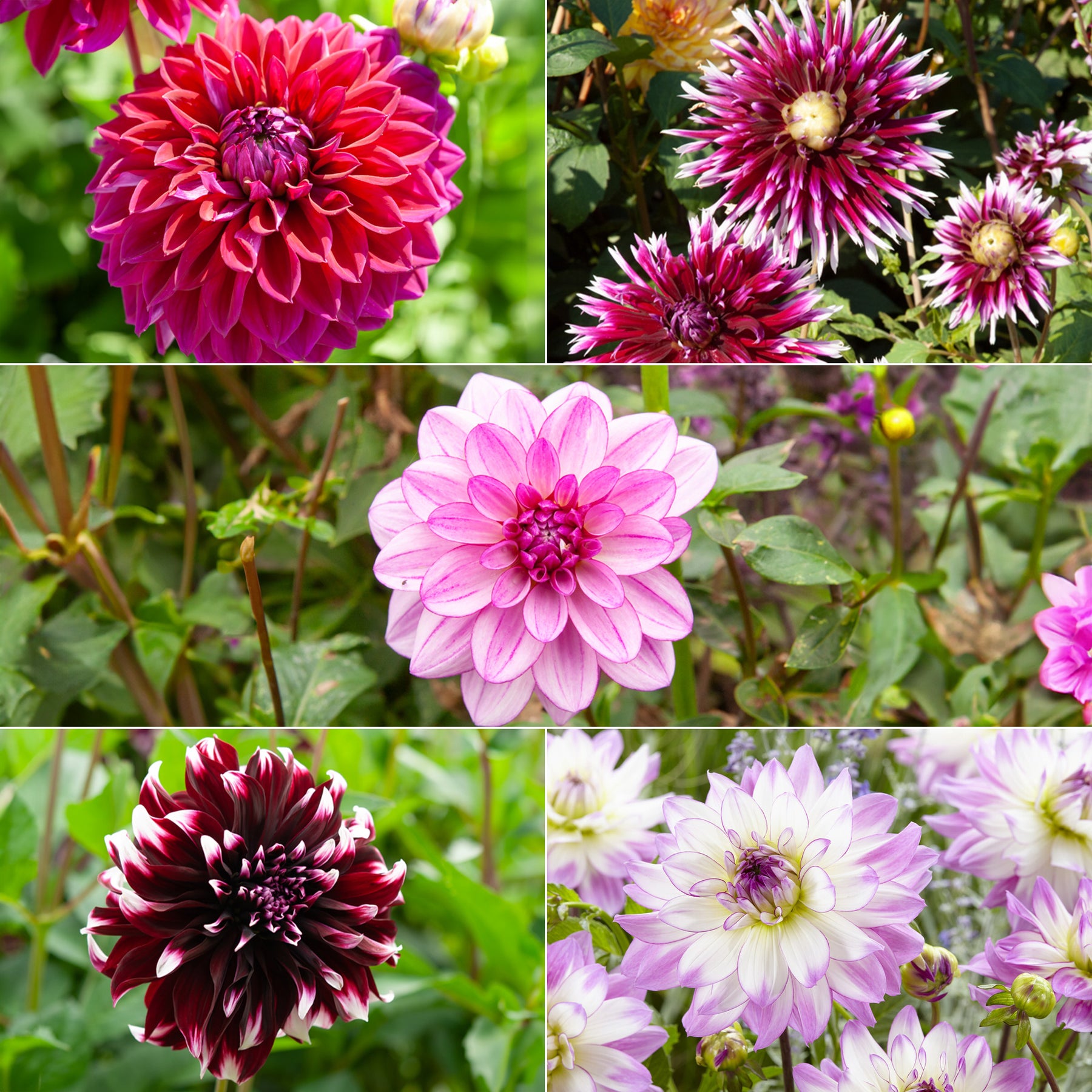 5 Grands Dahlias en mélange - Willemse