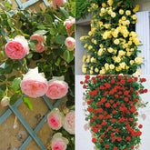 Collection de 3 Rosiers grimpants : Ronsard, Golden Gate, Santana - Willemse