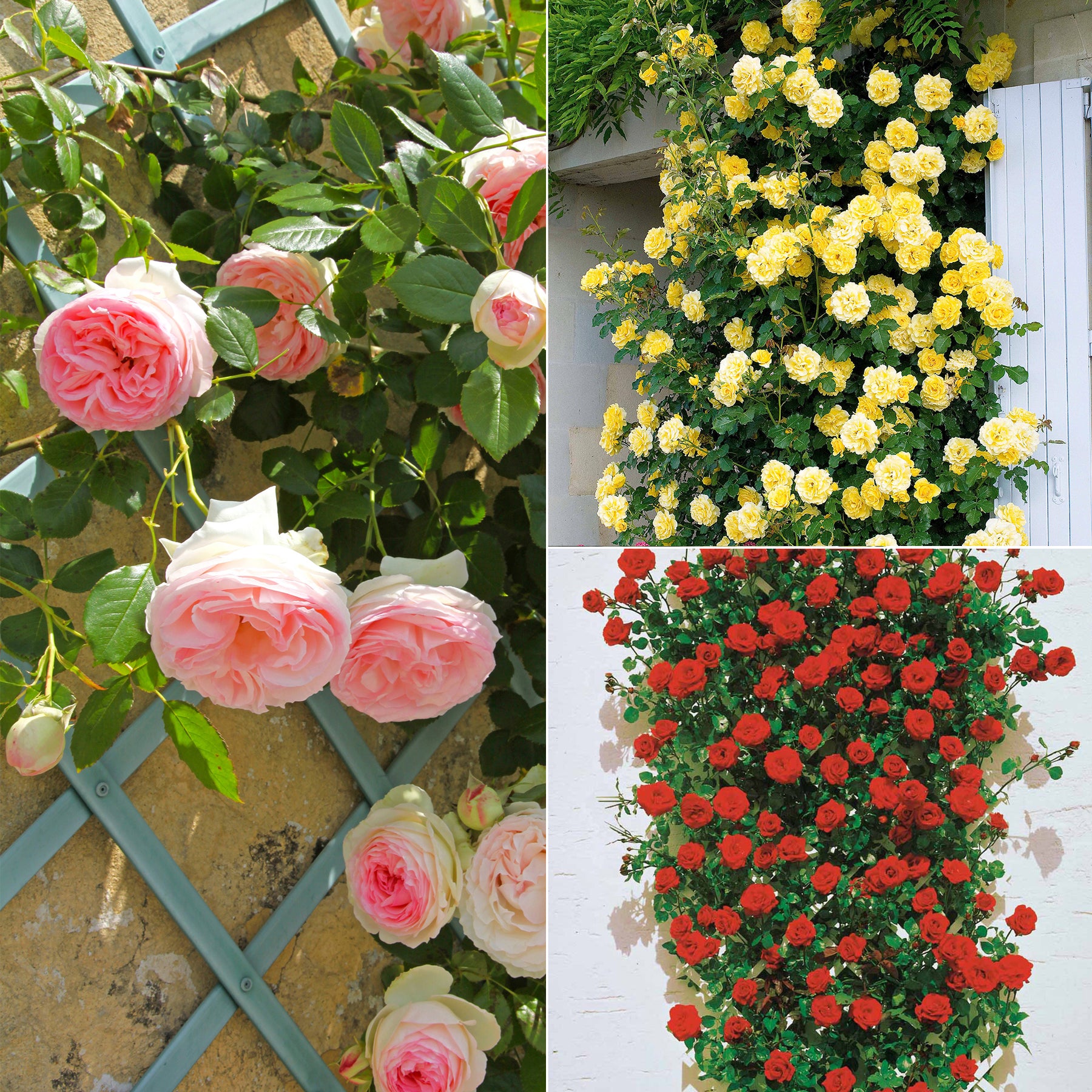 Collection de 3 Rosiers grimpants : Ronsard, Golden Gate, Santana - Willemse