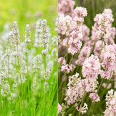 Collection de 4 Lavandes blanches et roses - Willemse