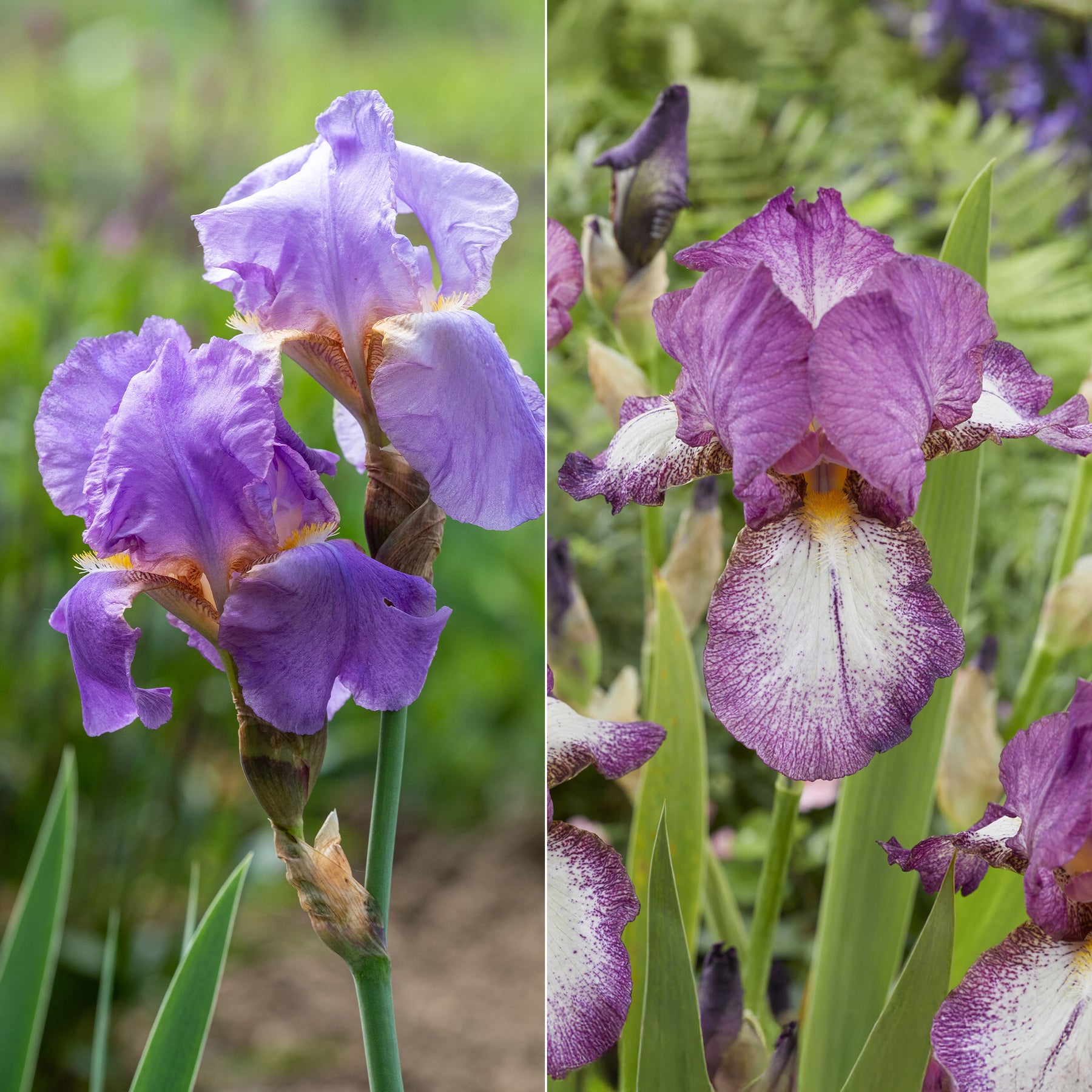 Collection de 6 Iris remontants Autumn Encoree et Lovely Again - Willemse