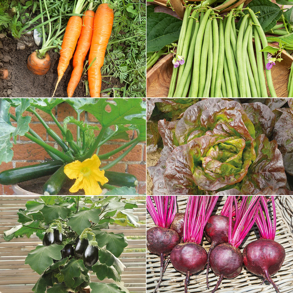 Collection de graines pour carré potager #1 - Assortiment pour carré potager #1 - Willemse