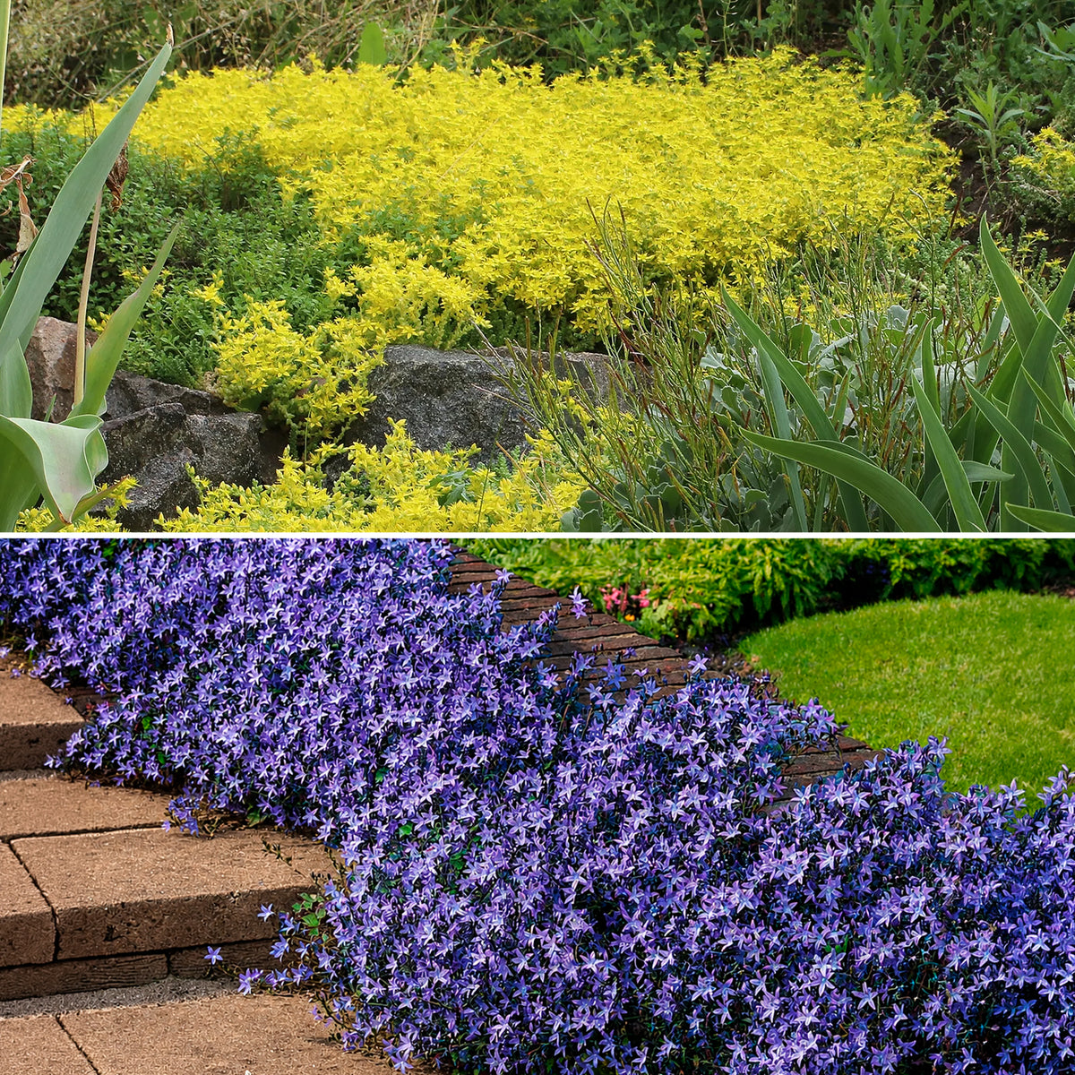4 couvre-sols pour murets - Campanula poscharskyana, Sedum acre - Willemse