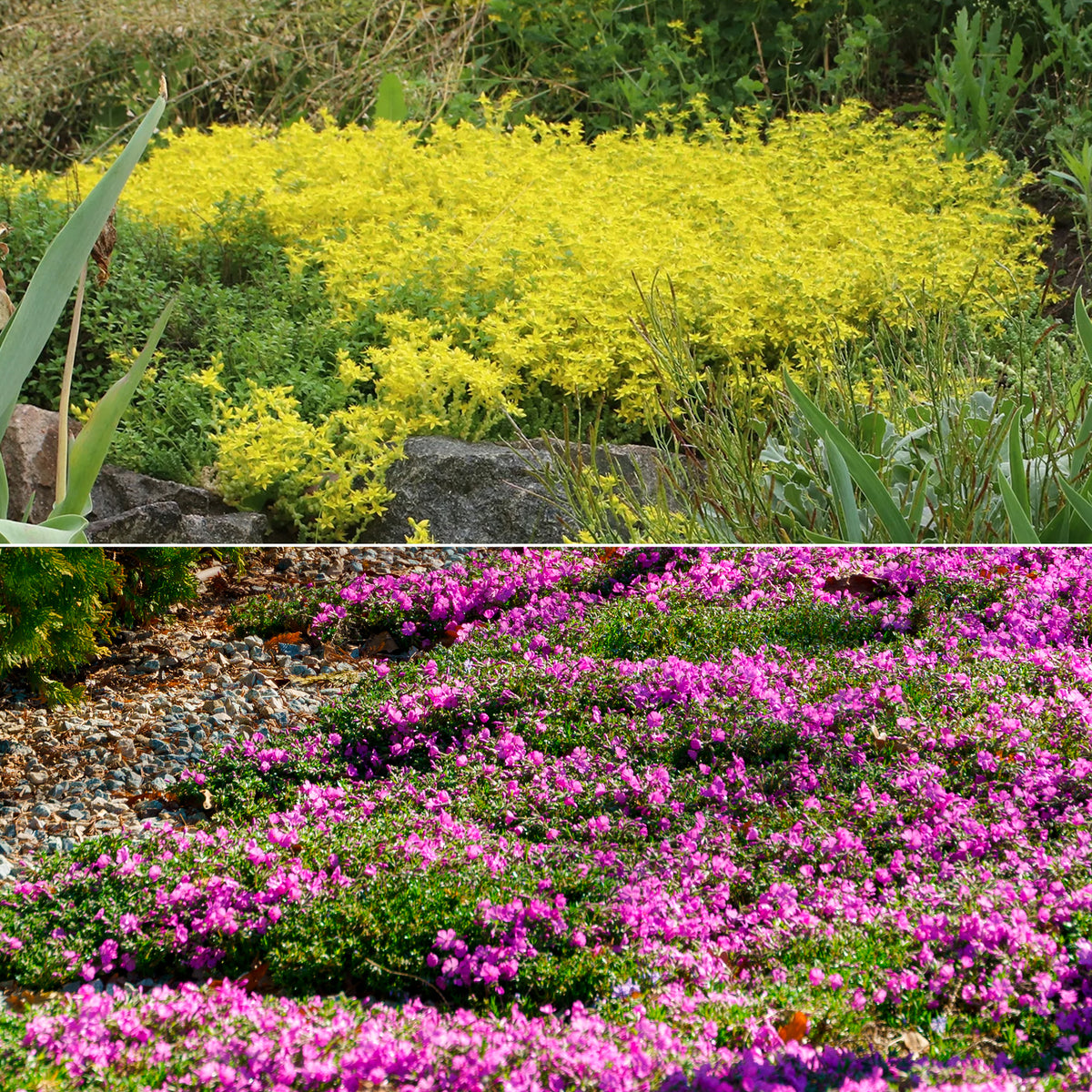 4 vivaces couvre-sol pour rocaille - Sedum acre, Phlox subulata McDaniel's Cushion - Willemse
