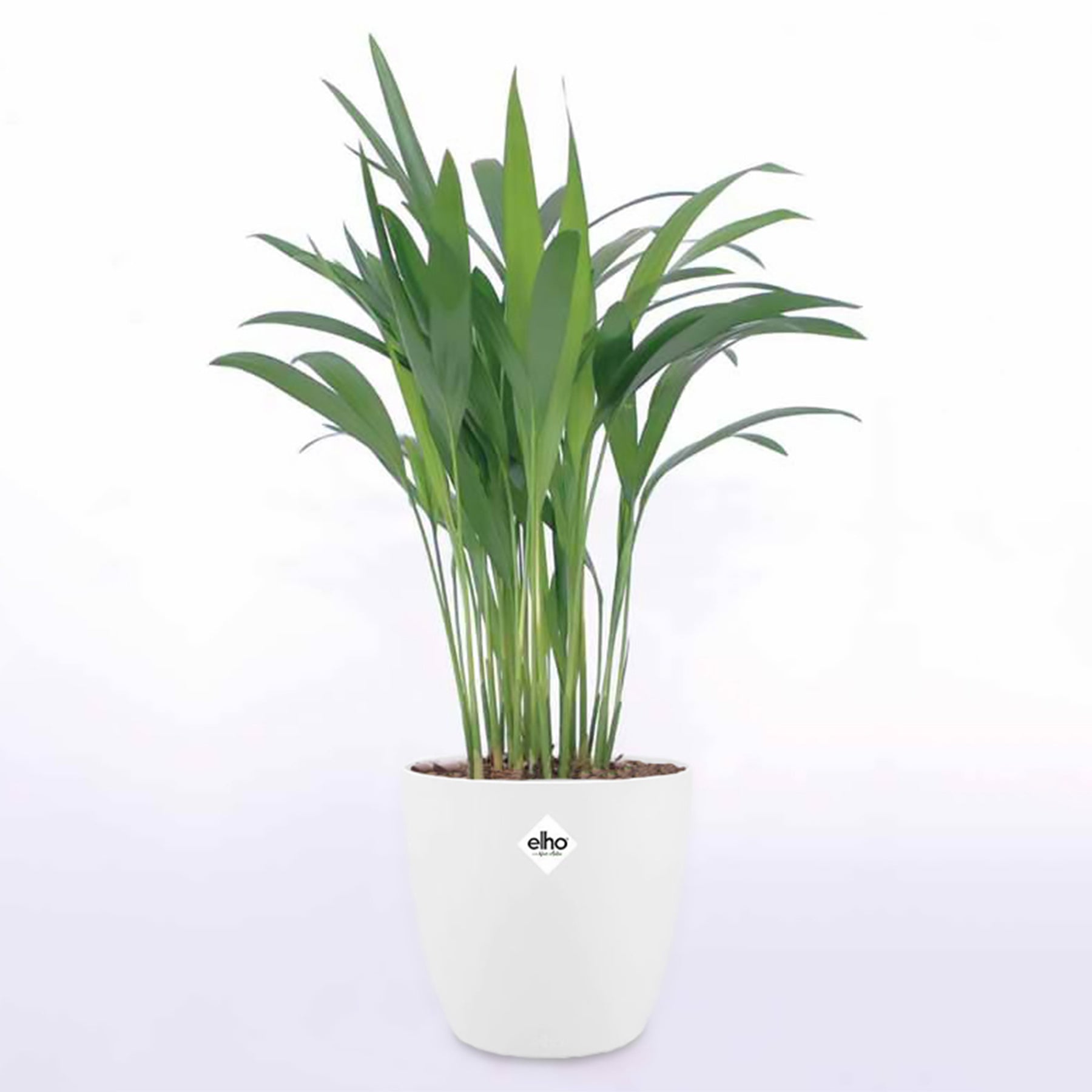 Dypsis lutescens - Palmier d'intérieur et son cache-pot blanc ELHO - Palmier d'intérieur