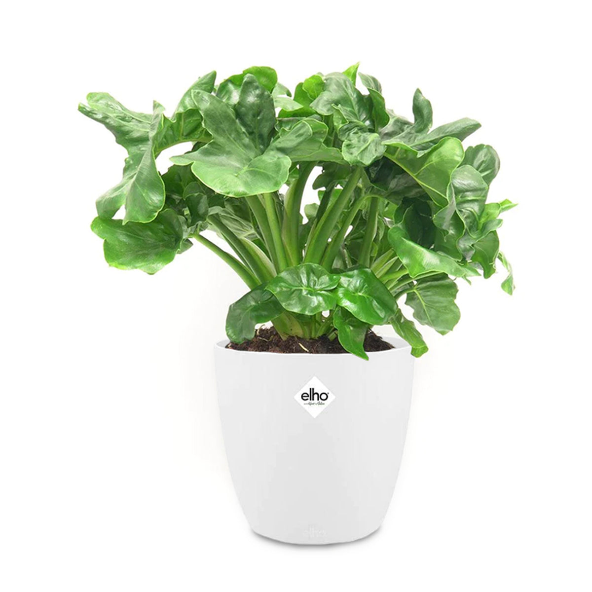Philodendron Monstera Atom et son cache-pot blanc ELHO - Philodendron atom - Willemse