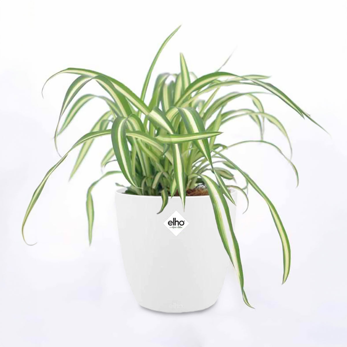 Chlorophytum Atlantic et son cache-pot blanc ELHO - Willemse