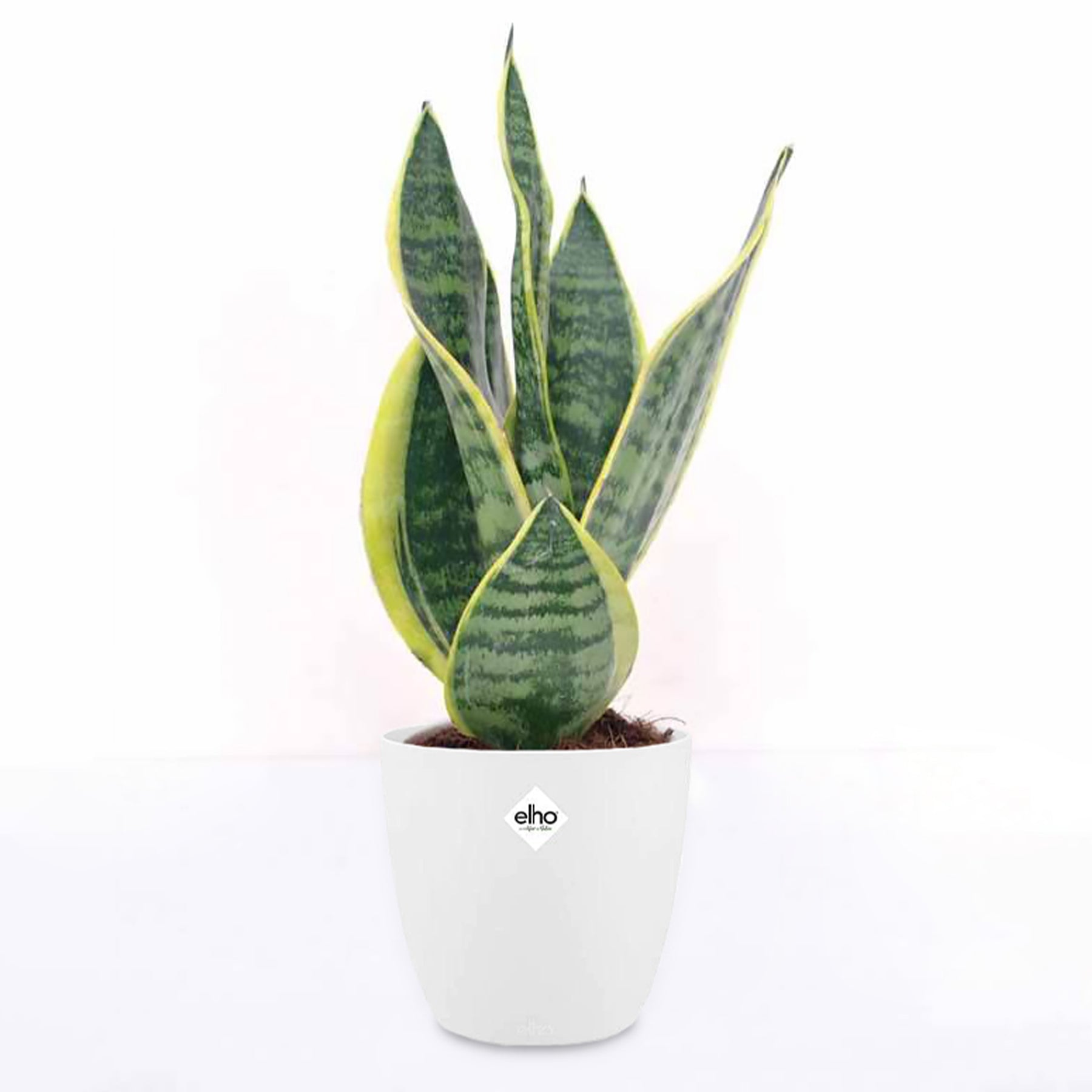 Sansevieria futura superba - Sansevière Futura superba et son cache-pot blanc ELHO - Cactus et plantes grasses