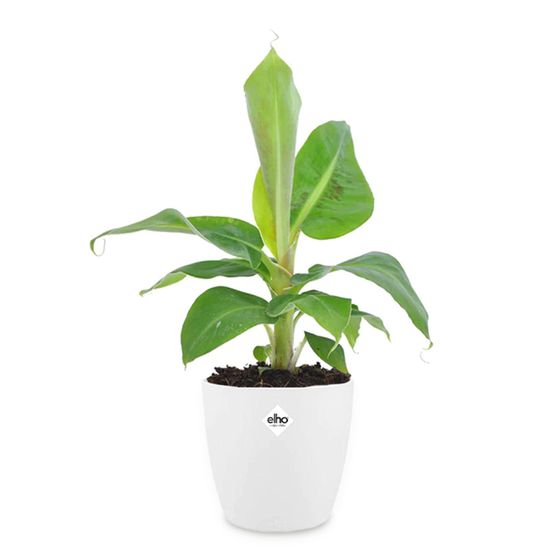 Musa oriental Dwarf - Bananier d'ornement nain et son cache-pot blanc ELHO - Plantes vertes