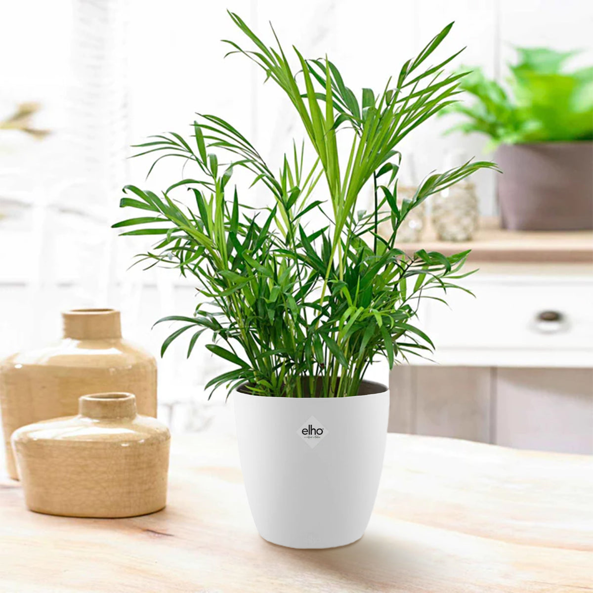 Palmier nain et son cache-pot blanc ELHO - Willemse