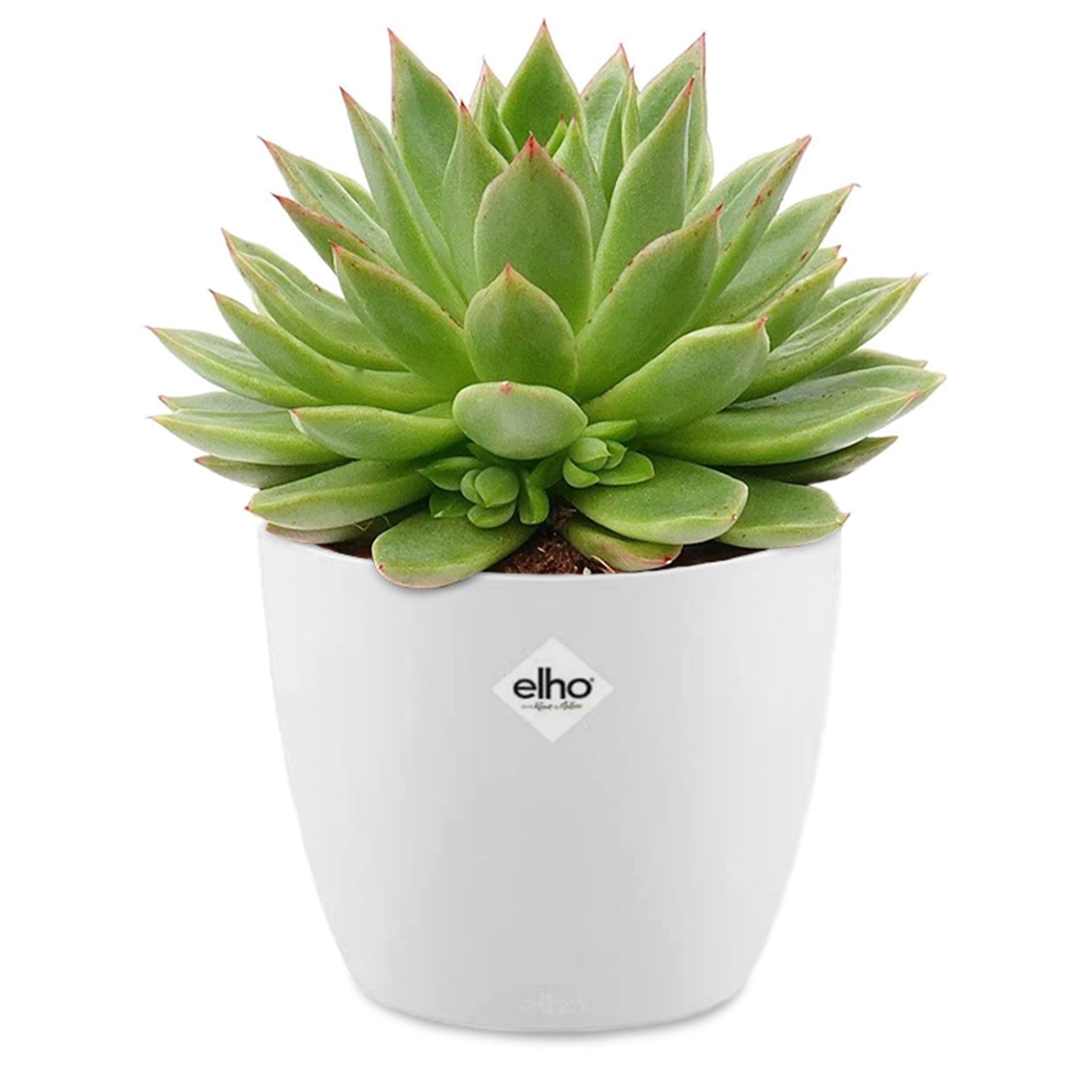 Echeveria agavoides et son cache-pot blanc ELHO - Willemse