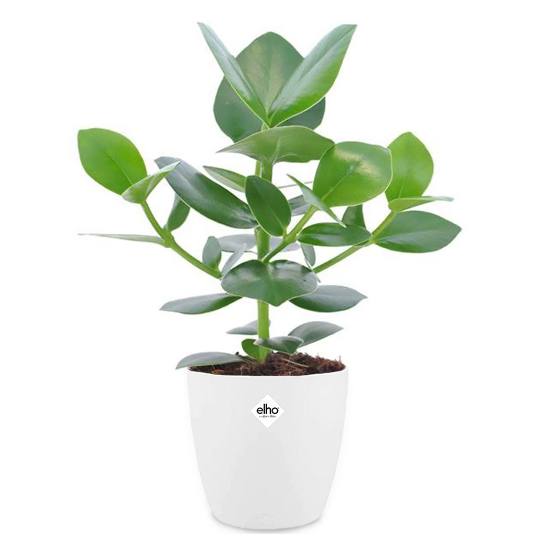 Plantes vertes - Clusia Princess et son cache-pot blanc ELHO - Clusia princess
