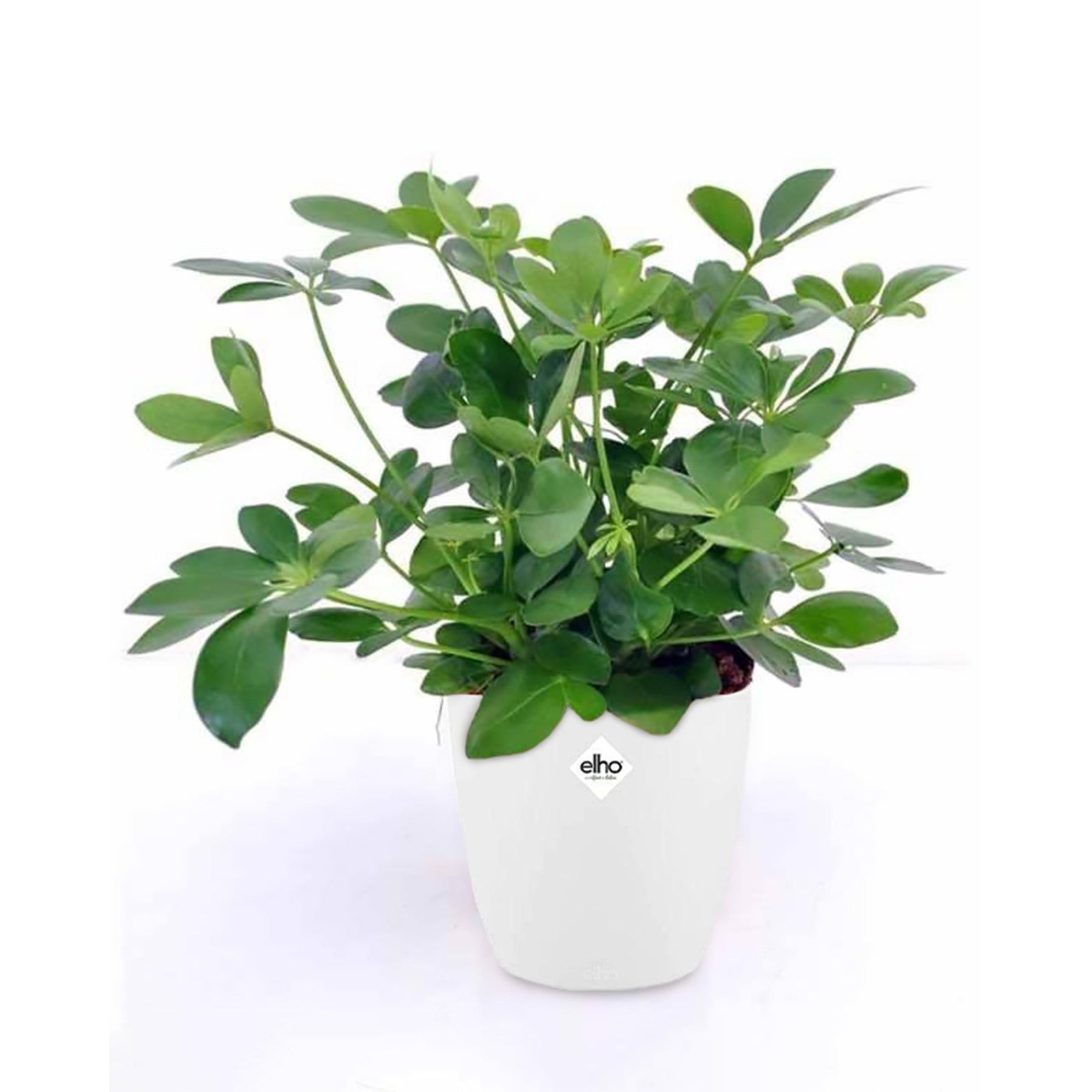 Schefflera et son cache-pot blanc ELHO - Willemse