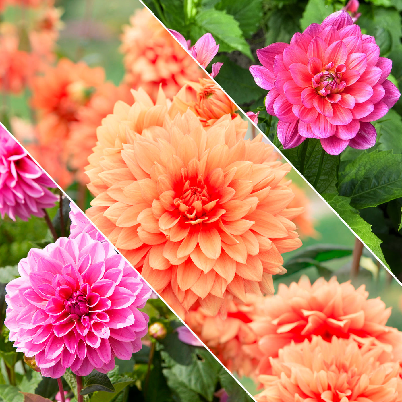 Dahlias nains en mélange - Willemse