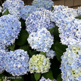 Hortensia Peppermint - Willemse