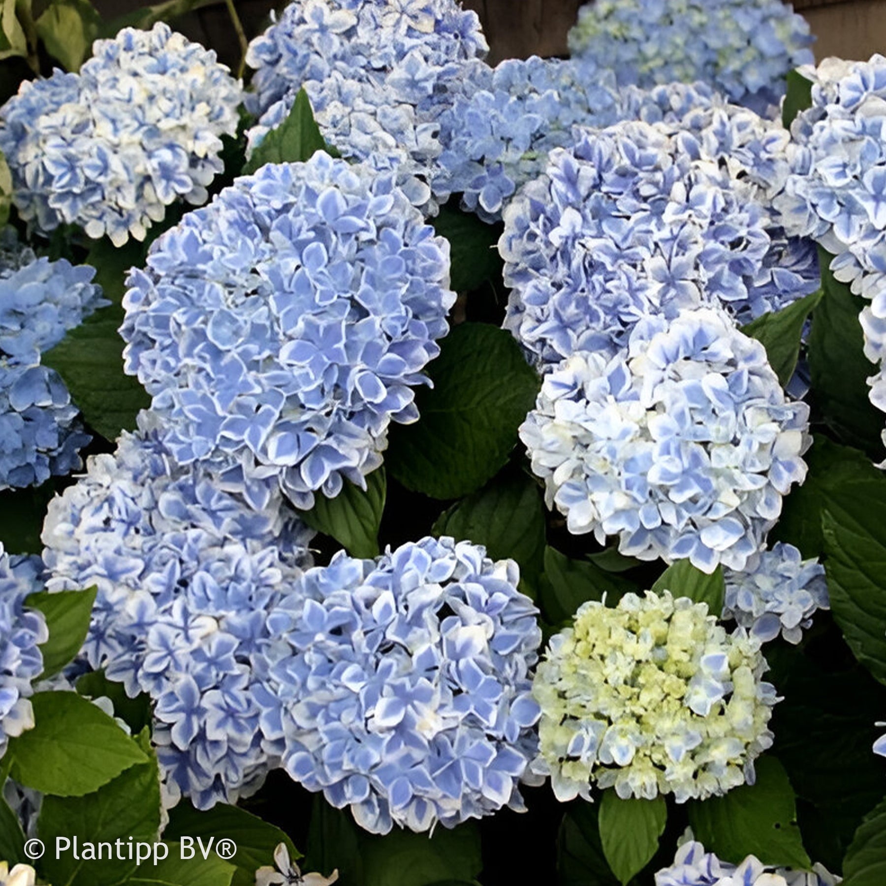 Hydrangea macrophylla peppermint - Hortensia Peppermint - Hortensia à grandes feuilles