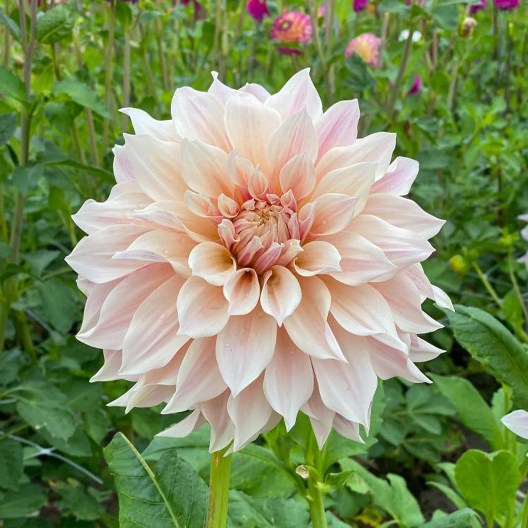 Dahlia Café au Lait - 3 Dahlias Café au lait - Dahlia