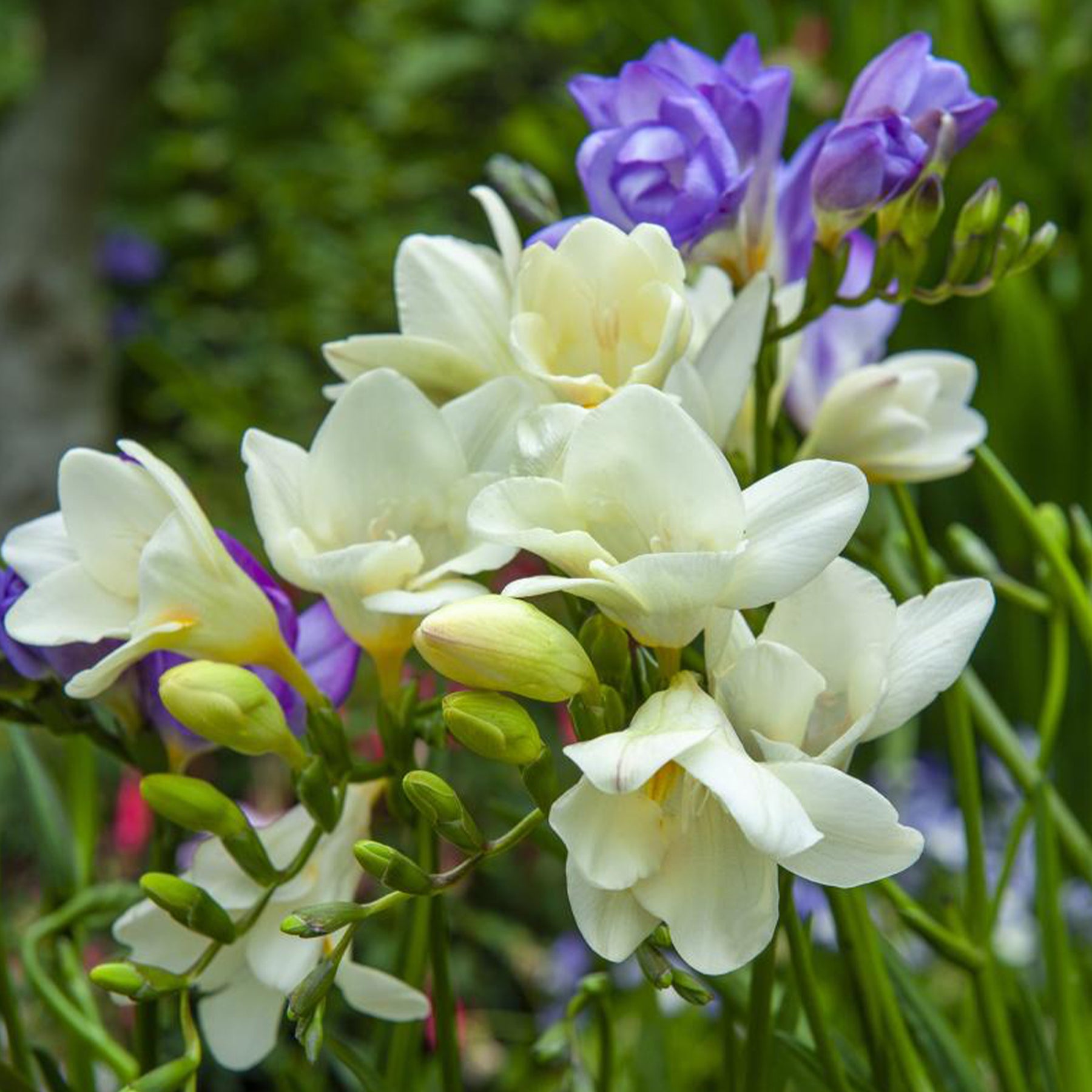 Freesia, sparaxis, dahlia - 30 Bulbes de fleurs d'été en mélange - Collections de bulbes