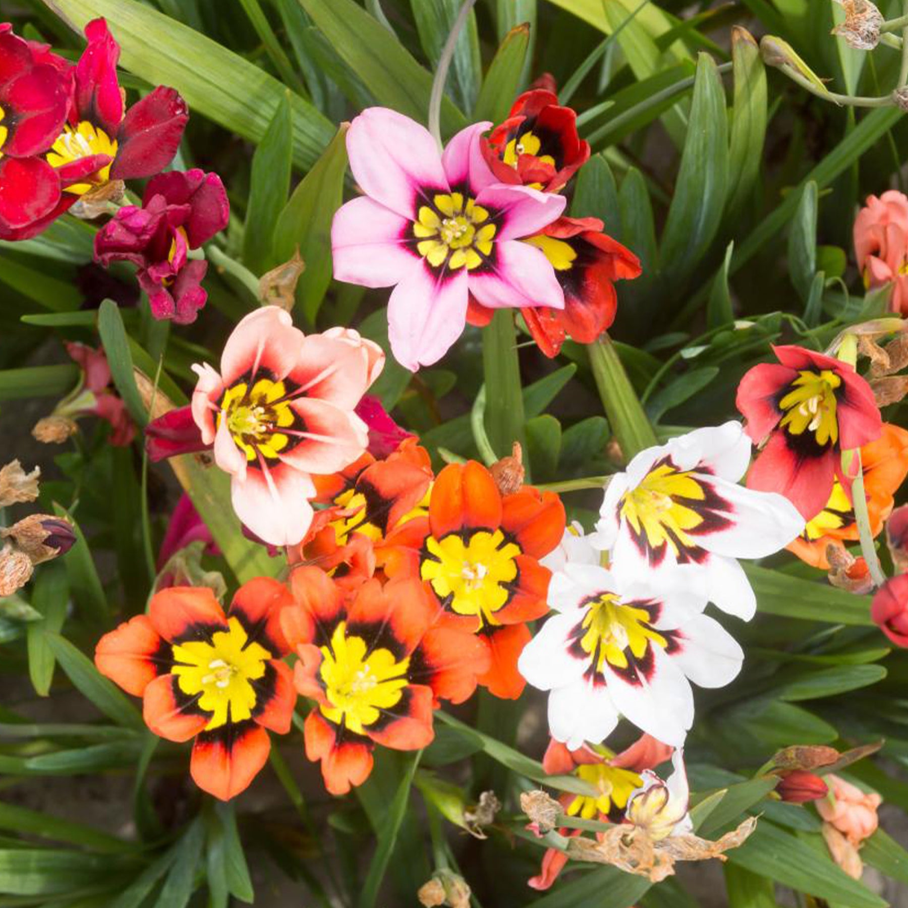 Vente 30 Bulbes de fleurs d'été en mélange - Freesia, sparaxis, dahlia