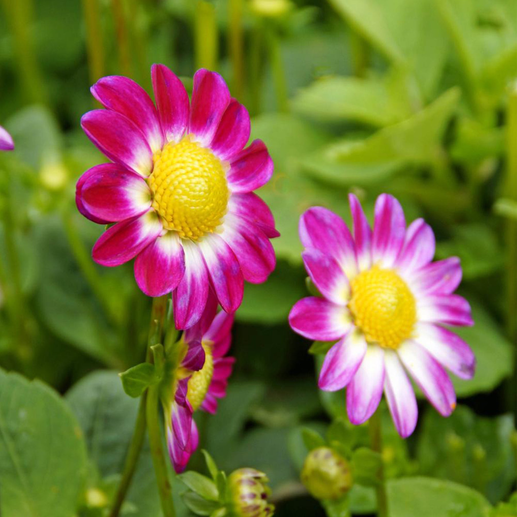 Vente 30 Bulbes de fleurs d'été en mélange