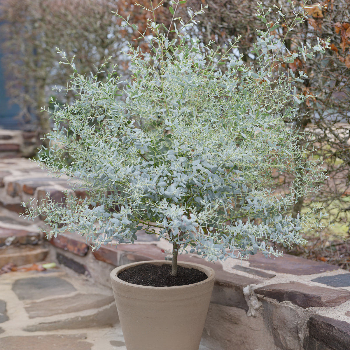 Eucalyptus gunnii France Bleu ® Rengun - Willemse