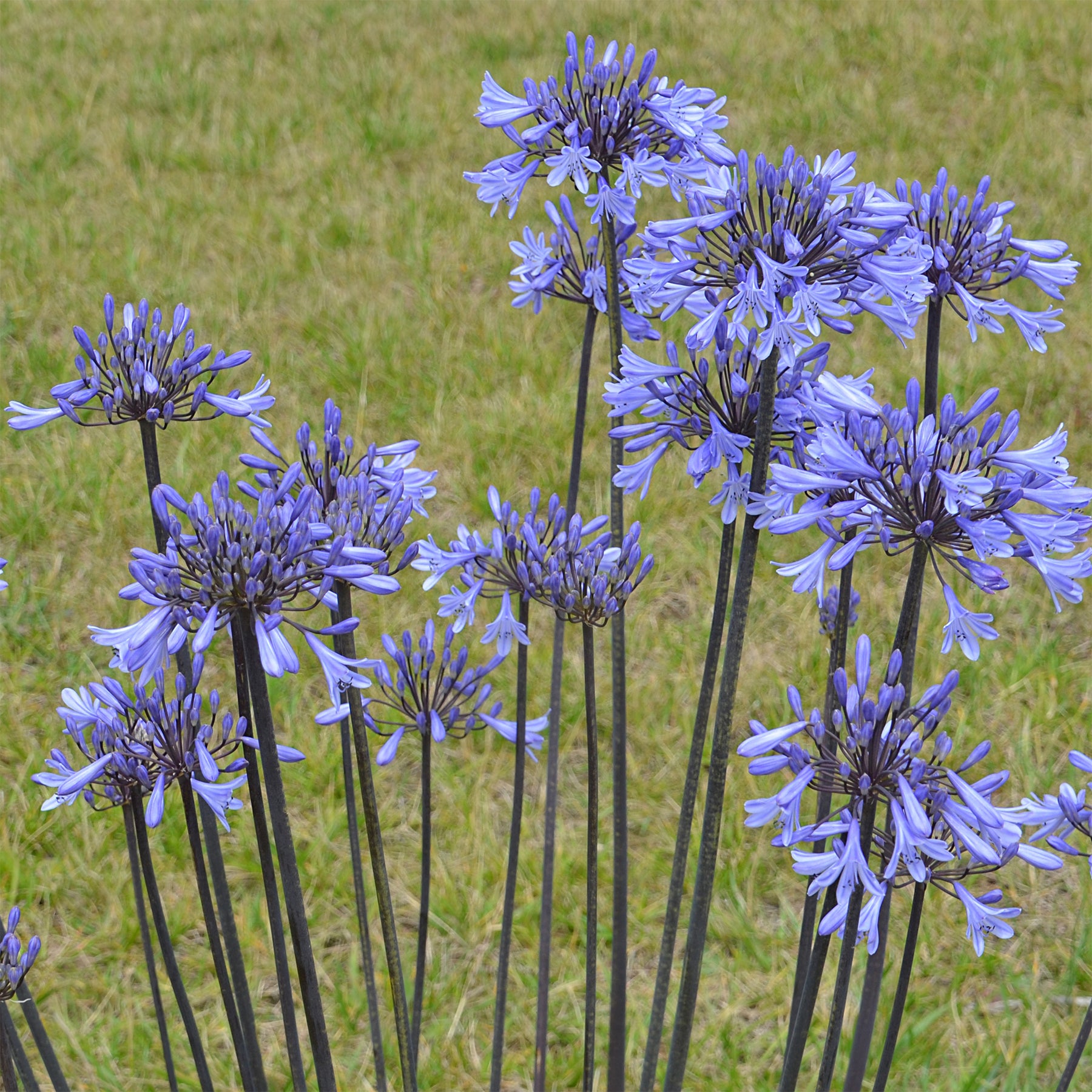 Agapanthus Graphite ® Blue Turk8 - Agapanthe Graphite® Blue - Agapanthes