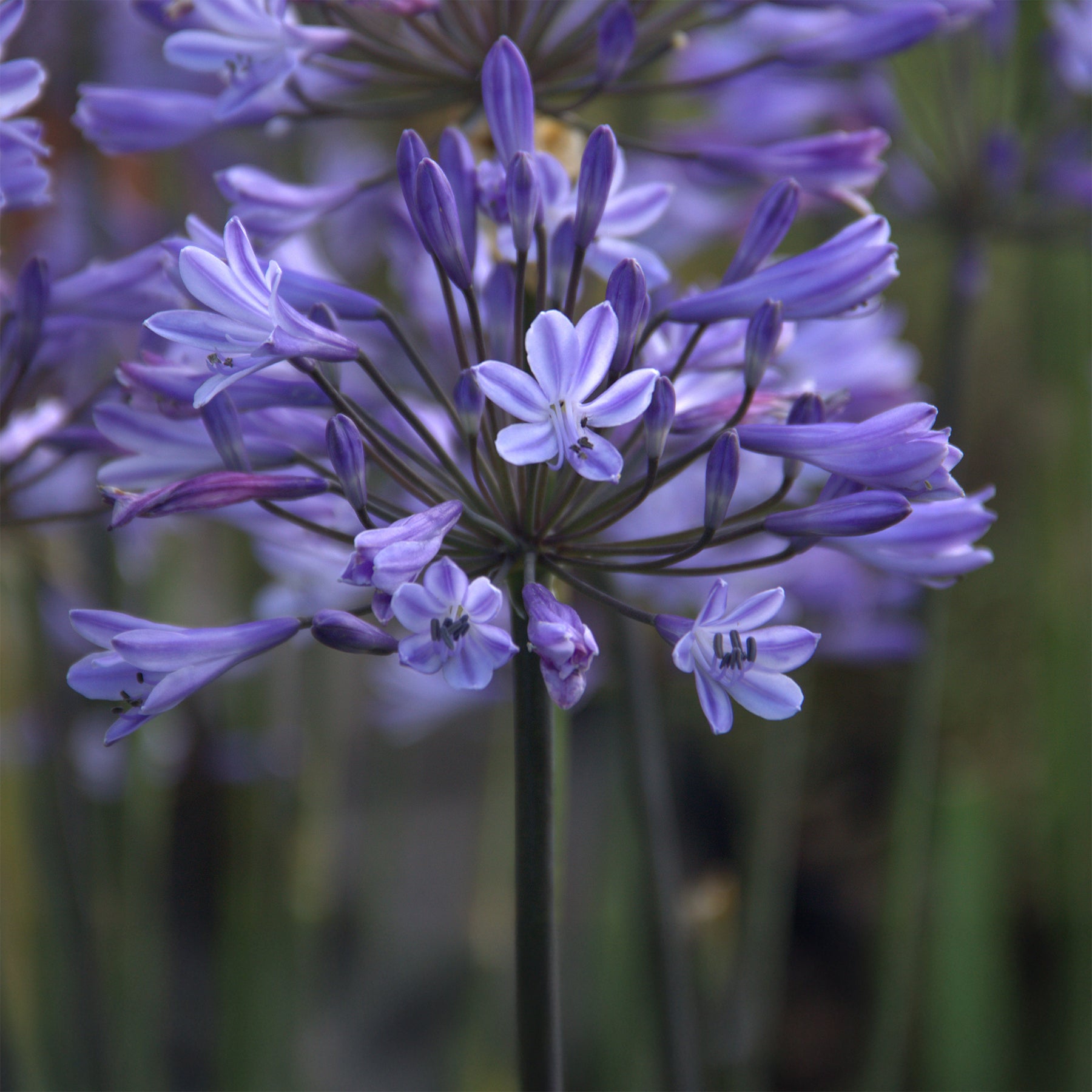 Agapanthes - Agapanthe Graphite® Blue - Agapanthus Graphite ® Blue Turk8