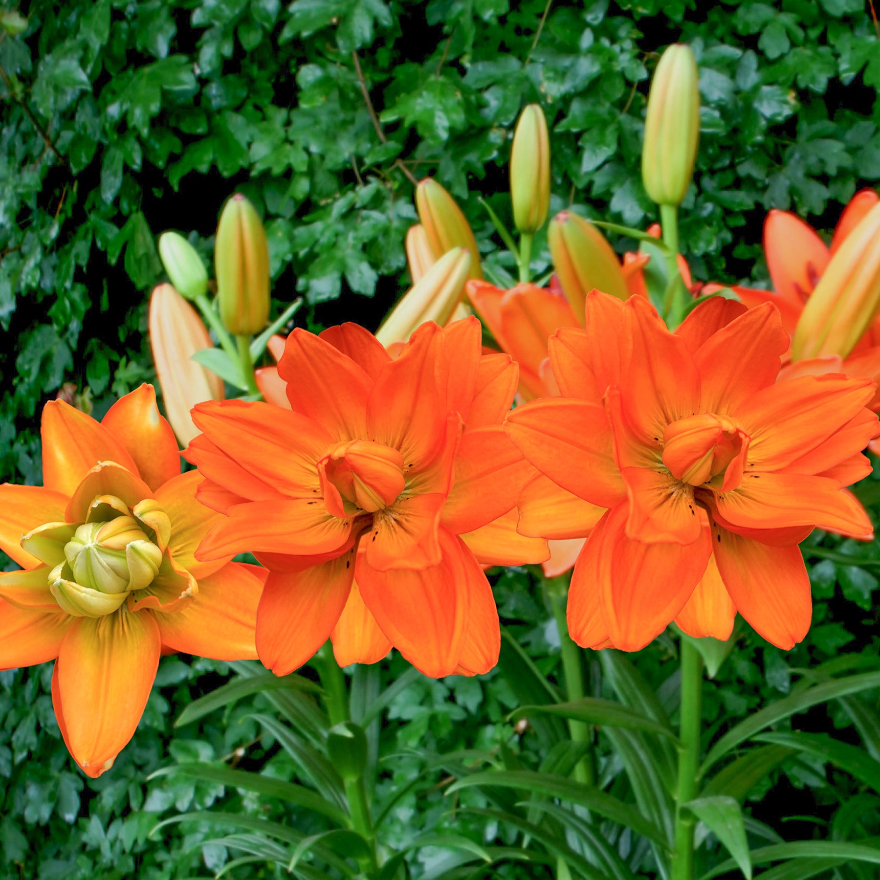 Lillium Hulk  - Lis Hulk - Lis - Lys